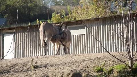 A young donkey foal nurses and drinks milk from its mother 库存影片 343685305