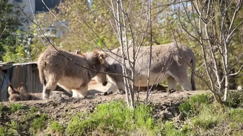 A young donkey foal nurses and drinks milk from its mother Vidéo 343685309