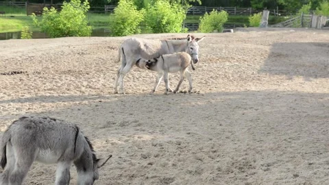 A young donkey foal nurses from its mother in a peaceful farm environment Vidéo 341152644