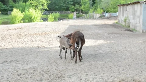 A young donkey foal nurses from its mother in a peaceful farm environment Video stock 341152745
