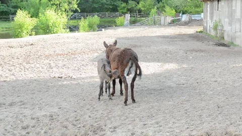 A young donkey foal nurses from its mother in a peaceful farm environment 스톡 동영상 341152761