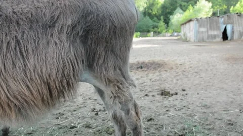 A young donkey foal nurses from its mother in a peaceful farm environment Video stock 341152779