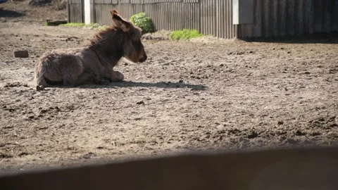 A young donkey foal rests quietly on dry sandy ground 库存影片 344033299