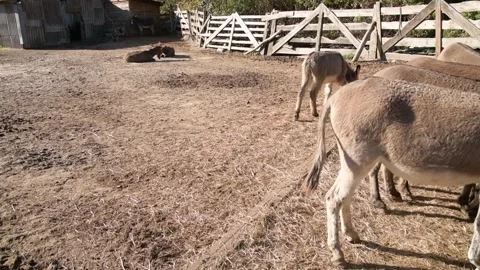 A young donkey foal stands in bright sunlight 库存影片 344906767