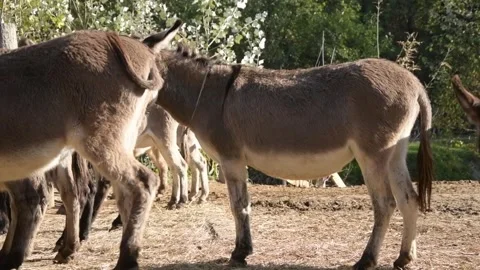 A young donkey foal stands in bright sunlight Video stock 344908200