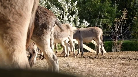 A young donkey foal stands in bright sunlight 库存影片 344908227