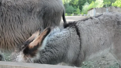 A young donkey foal stands close to its mother beside a wooden fence Stock Footage 341152781