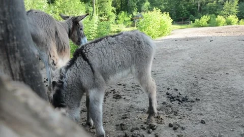 A young donkey foal stands close to its mother beside a wooden fence Stock-Footage 341160381