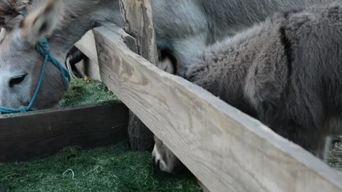 A young donkey foal stands close to its mother beside a wooden fence 動画素材 341160437