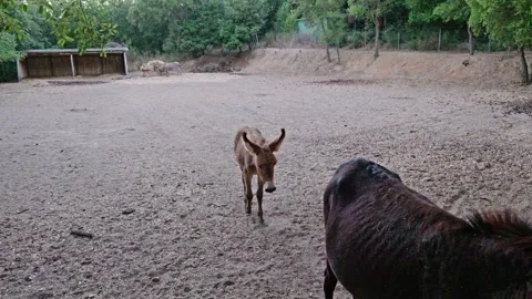 Young donkey foal walking towards its mother in a farm pen Stock Footage 345664198