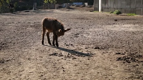 A young donkey foal walks around a rural farm enclosure in bright daylight. Video stock 344906847