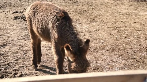 A young donkey foal walks around a rural farm enclosure in bright daylight. Video stock 344906862