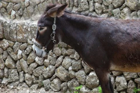 Young donkey in a harness Stock Photos