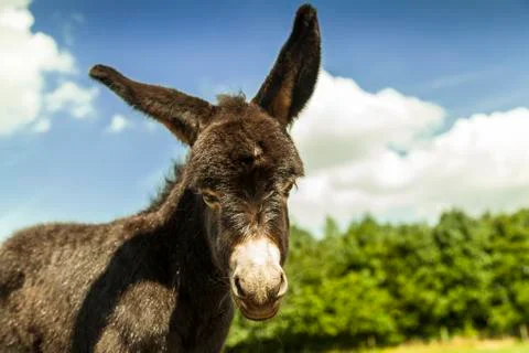 A Young Donkey Stock Photos