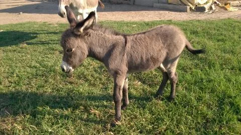 Young donkey 写真素材