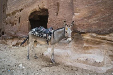 Young donkey with a saddle on its back in Petra, Jordan Stock Photos