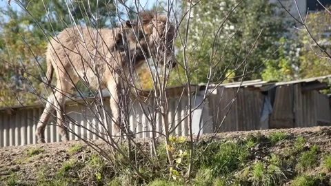 A young donkey walks slowly among dry bushes and patches of green grass 库存影片 343685288