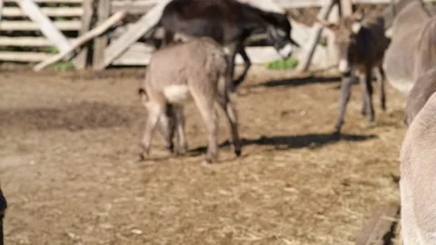 Young donkeys walk and stand around a spacious outdoor farm enclosure 動画素材 343425167