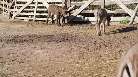 Young donkeys walk and stand around a spacious outdoor farm enclosure 動画素材 343425172