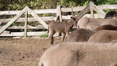 Young donkeys walk and stand around a spacious outdoor farm enclosure Video stock 343425177