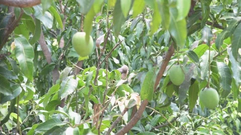 Young Dove Chick Sheltered in Green Mango Tree Leaves Vídeo Stock 341518231