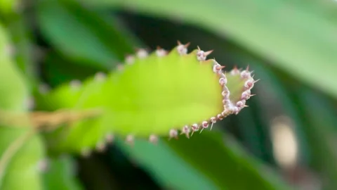 Young dragon fruit on the dragon fruit tree Stock Footage 285835580