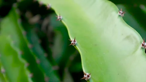 Young dragon fruit on the dragon fruit tree Stock Footage 285835591