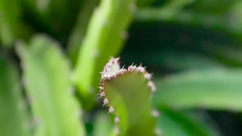 Young dragon fruit on the dragon fruit tree Stock Footage 285835614