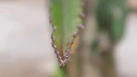 Young dragon fruit on the dragon fruit tree Stock Footage 285835633
