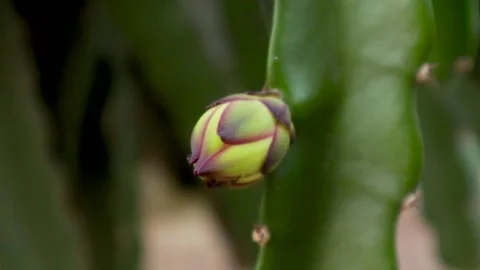 Young dragon fruit on the dragon fruit tree Stock Footage 285835642