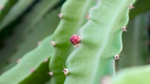 Young dragon fruit on the dragon fruit tree Stock Footage 285835646