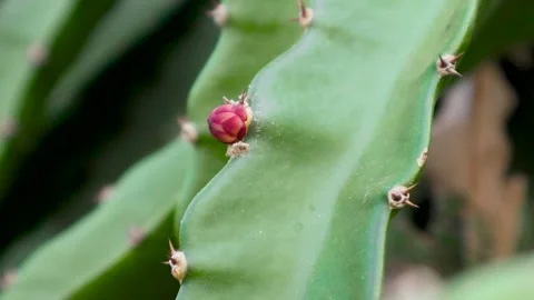 Young dragon fruit on the dragon fruit tree Stock Footage 285835653