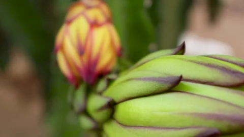 Young dragon fruit on the dragon fruit tree Stock Footage 285835657