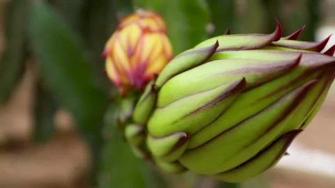 Young dragon fruit on the dragon fruit tree Stock Footage 285835667