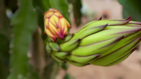 Young dragon fruit on the dragon fruit tree Stock Footage 285835668