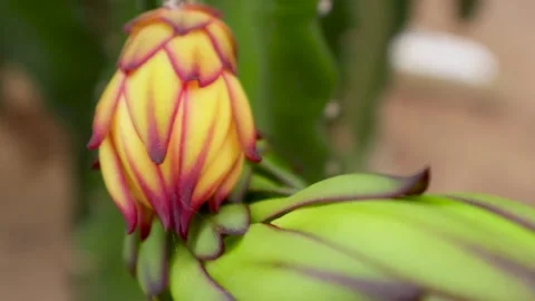 Young dragon fruit on the dragon fruit tree Stock Footage 285835708