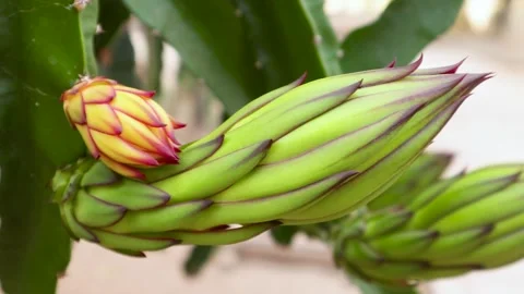 Young dragon fruit on the dragon fruit tree Stock Footage 285835780