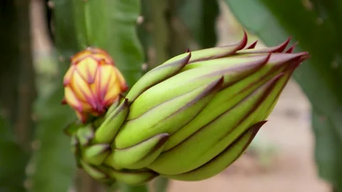 Young dragon fruit on the dragon fruit tree Stock Footage 285835805