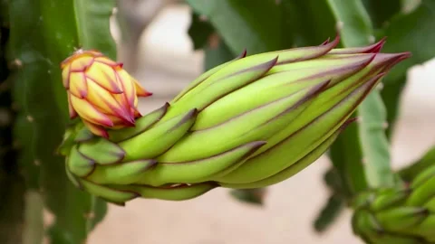 Young dragon fruit on the dragon fruit tree Stock Footage 285835808