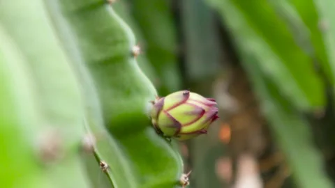 Young dragon fruit on the dragon fruit tree Stock Footage 285835810