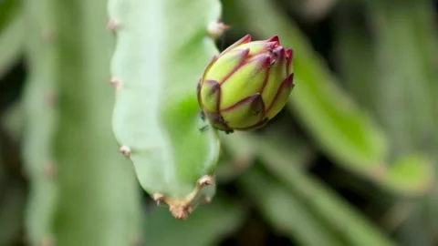 Young dragon fruit on the dragon fruit tree Stock Footage 285835848