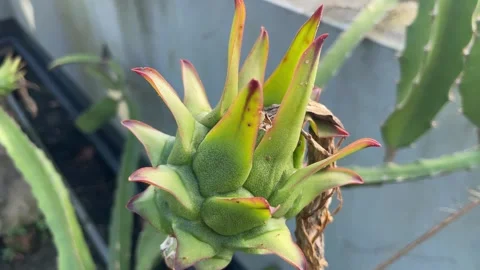 Young Dragon Fruit Flower Bud Green Red Pitaya Bloom Growth Stage Close-Up 스톡 동영상 335186225
