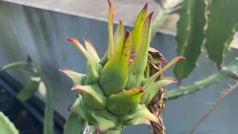Young Dragon Fruit Flower Bud Green Red Pitaya Bloom Growth Stage Close-Up 스톡 동영상 335186239