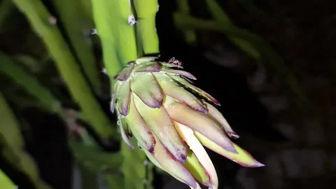 Young Dragon Fruit at Night – Exotic Tropical Plant Close Up 動画素材 330793376