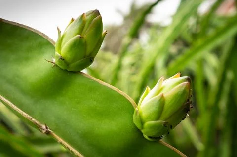 Young dragon fruit Stock Photos