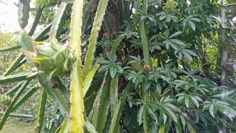 Young dragon fruit plants have fine thorns. Stock Footage 320597872