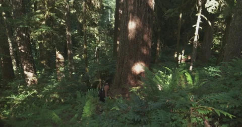 Young Dreadlock Man Hiking In The Forest - Beautiful Oregon 4K Stock Footage 153868055