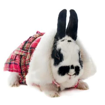 Young dressed rabbit Stock Photos
