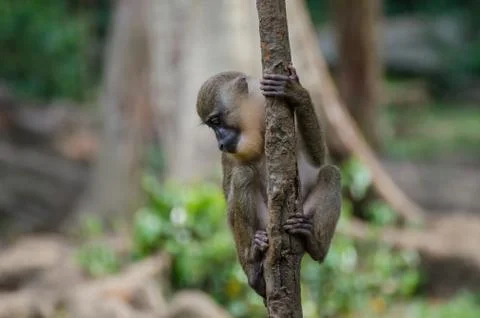 Young drill monkey climbing small tree in rain forest of Nigeria Stock Photos