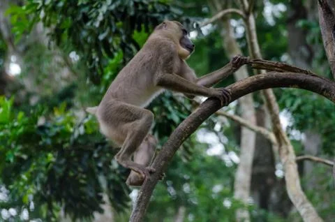 Young drill monkey climbing tree in rain forest of Nigeria Stock Photos